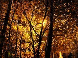 ночной осенний лес